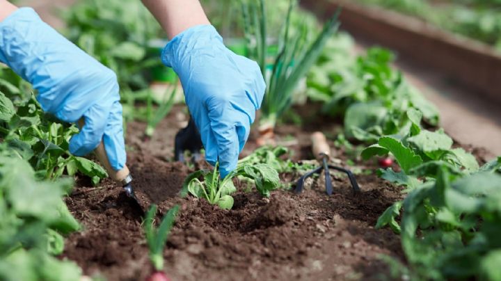 Verduras perennes, 5 plantas para sembrar una vez y cosechar por muchos años