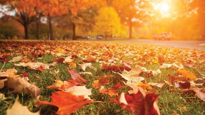 Te contamos como aprovechar en el jardín las hojas secas que caen de los árboles