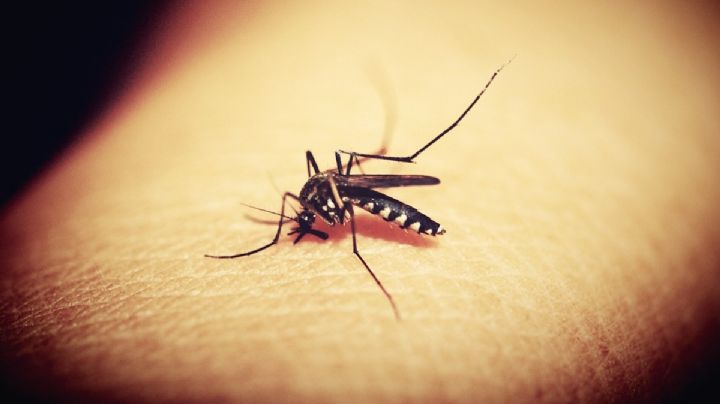 Según la ciencia el jabón que usas podría ser el que atraiga los mosquitos