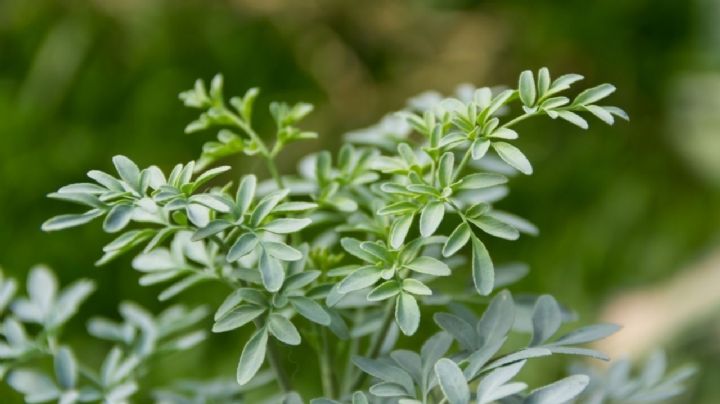 Ruda, cuidados y ubicación de la planta que recomienda el Feng Shui para atraer abundancia