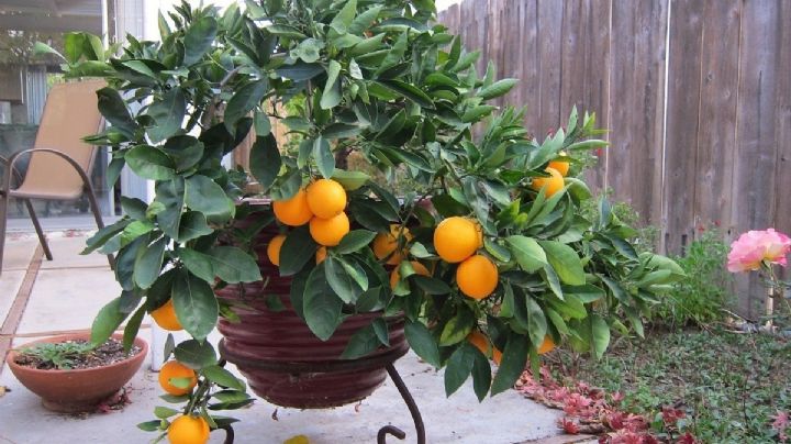 Cultiva tu propio Naranjo en maceta con este truco de jardinería