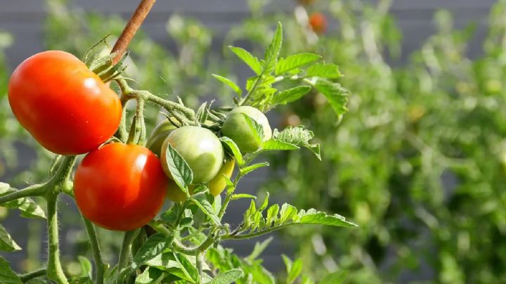 Multiplica tus plantas de tomate con este sencillo truco de jardinería