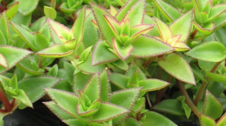 Crassula Pellucida Brachypetala: guía de cuidados de la suculenta con flores en forma de estrella