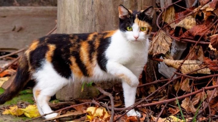 La ciencia explica por qué los gatos con pelaje tricolor generalmente son hembras