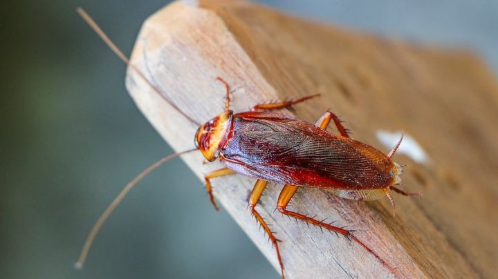 Blattodea, descubre la función irremplazable de las cucarachas en el planeta