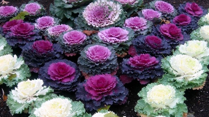 Repollo o col de jardín, características y cuidados de una planta de alto valor ornamental