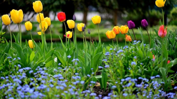 Con estos 2 residuos orgánicos de tu cocina puedes lograr que tus plantas se llenen de flores