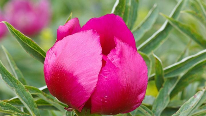 Paeonia officinalis, usos y beneficios de la planta que se convirtió en la flor nacional de China