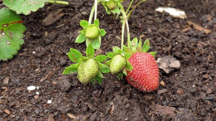 Multiplica tus plantas de frutilla con este simple método