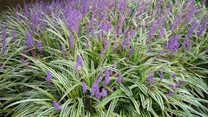 Liriope Muscari, características y cuidados de una planta de alto valor ornamental en el jardín