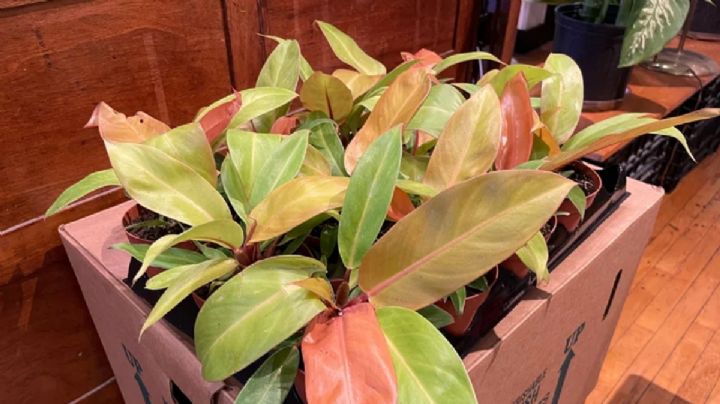 Philodendron Prince of Orange, cuidados y cultivo de la planta más buscada para interiores