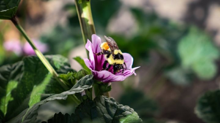 Protege tus cultivos y plantas con estos 10 trucos que atraen insectos beneficiosos