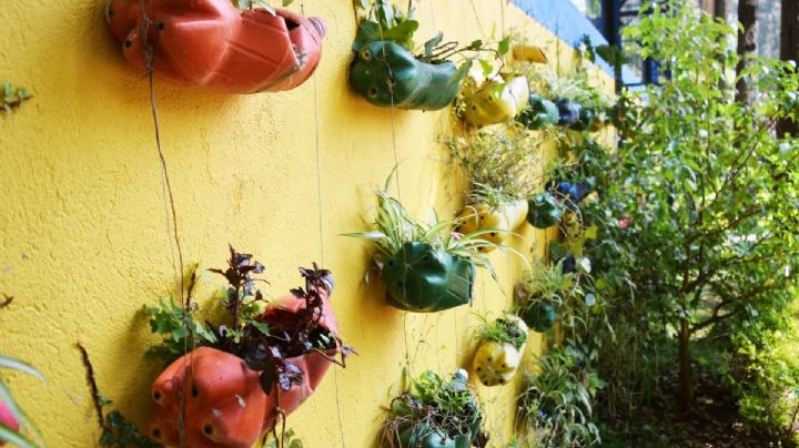 No lo tires, te paso una idea creativa para transformar botellas plásticas en un jardín vertical