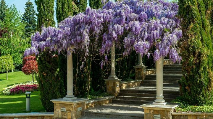 Glicinia o Wisteria, la planta trepadora con flores que embellece tu jardín