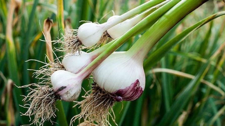 Cultiva plantas de ajo en casa con este simple truco de jardinería