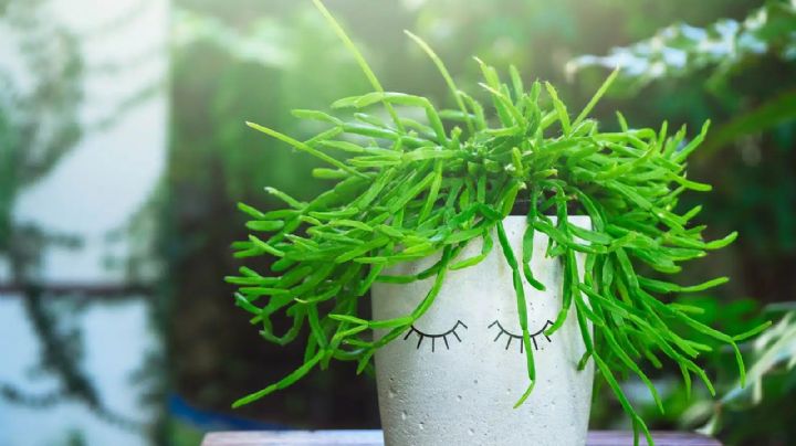 Rhipsalis, descubre el cactus que no proviene de climas desérticos