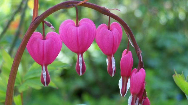 Lamprocapnos Spectabilis, características de la planta cuya flor luce como un corazón sangrante