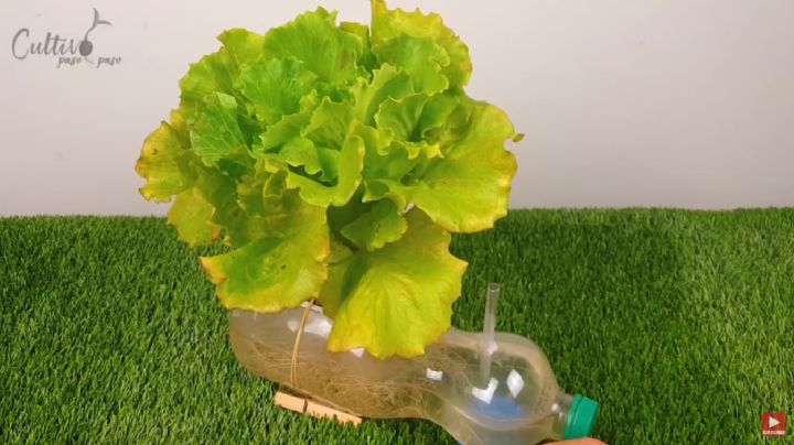 Multiplica tus plantas de lechuga cuantas veces quieras con este truco de la jardinería