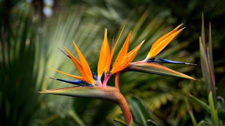 Strelitzia, guía de cuidados para que esta distintiva planta brinde sus mejores flores