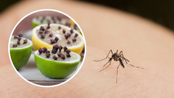 Erradica a los mosquitos con esta receta casera, simple y eficaz