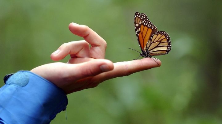 Cual es el significado de que una mariposa se pose sobre ti