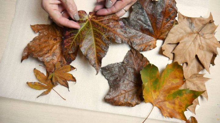 No lo tires, transforma las hojas caídas del árbol en elementos de decoración