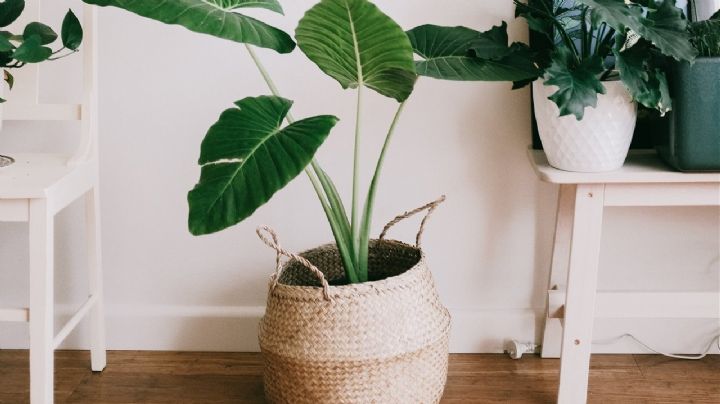 6 ideas inspiradoras para incorporar plantas en la decoración del hogar