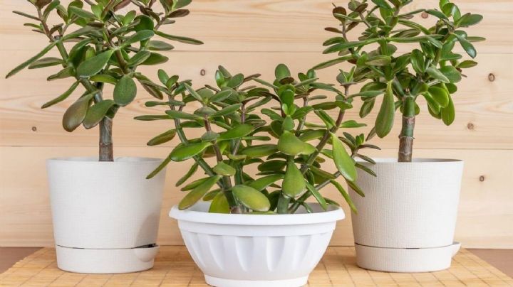 Crassula Ovata, 3 trucos de jardinería para que el árbol de Jade brille en todo su esplendor