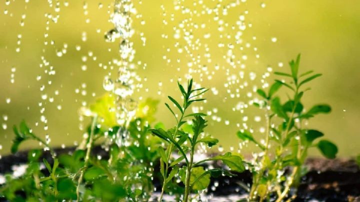 Prepara este potente fertilizante casero con cascaras de huevo y limón