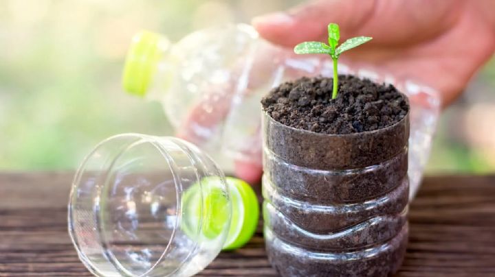 No lo tires, usa botellas de plastico vacias y saquitos de te para hacer crecer nuevas plantas