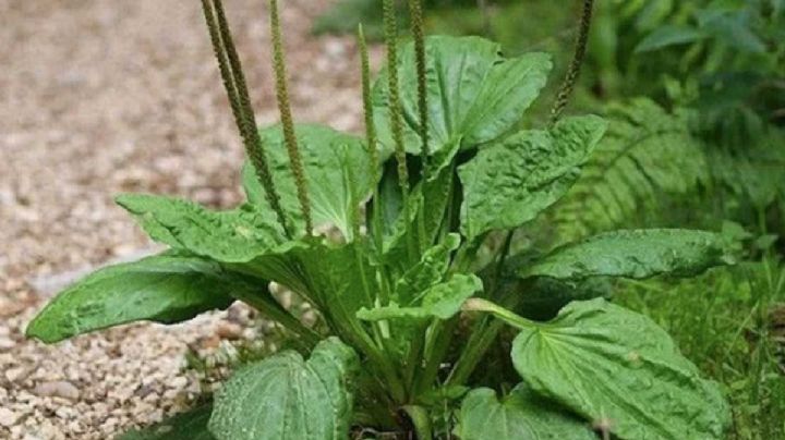 Llantén, la planta silvestre con propiedades curativas y alimenticias que debería tener en su jardín