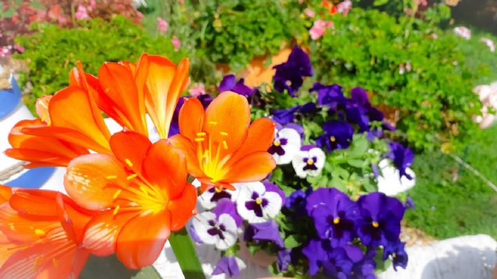 Haz este potente fertilizante casero y logra una explosión de flores en tu jardín