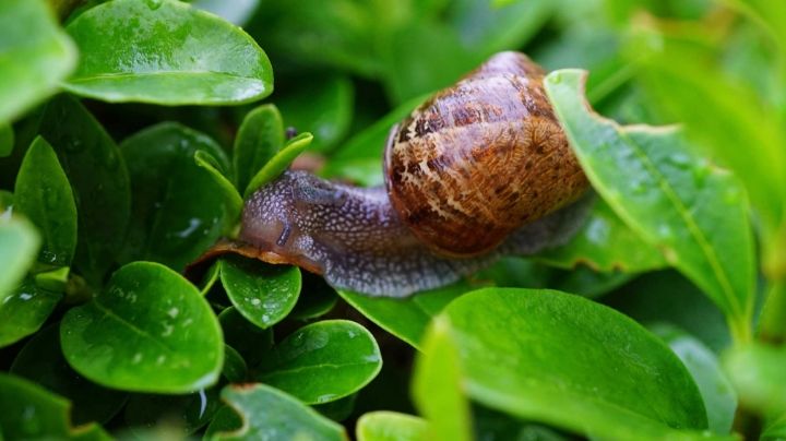 Erradica caracoles de tu jardín con estas útiles sugerencias