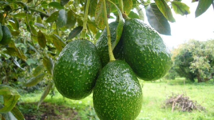 Palta o Aguacate, guía de cuidados para que este árbol crezca fuerte y sano en maceta