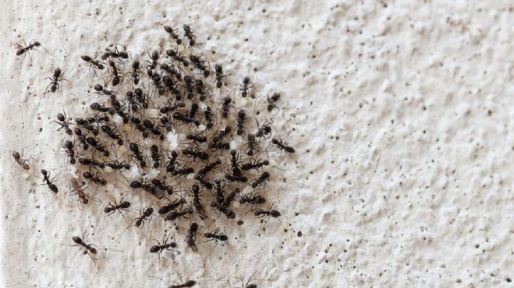 ¿Tienes hormigas en casa? Estas recetas caseras te ayudarán a erradicarlas