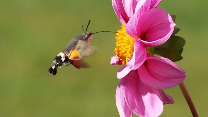 La ciencia confirma que otro insecto es más eficiente que la abeja al polinizar