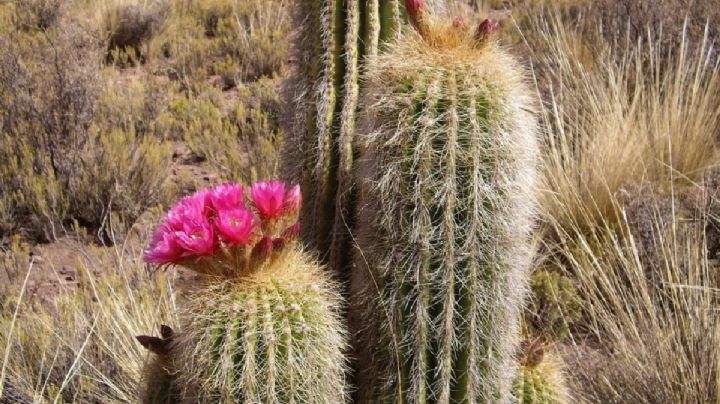 Trichocereus pasacana: características y cuidados del cactus gigante que puedes tener en maceta