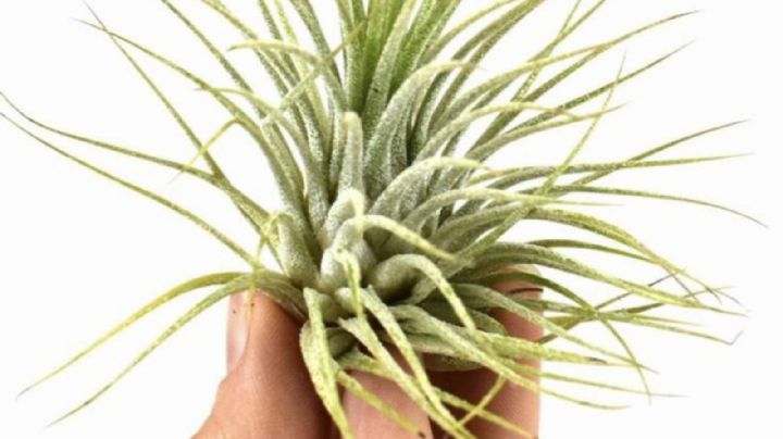 Tillandsias, cuidados, reproducción y cultivos de la suculenta de aire más utilizada en decoración