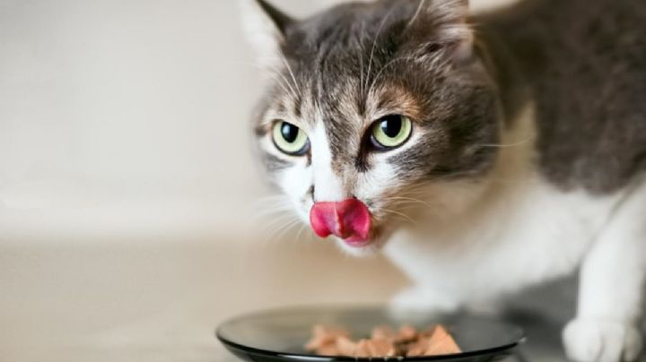 Por estas razones tu gato te pide comida de forma recurrente