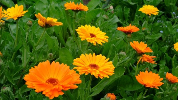 Caléndula officinalis o flor maravilla, razones para tener esta hermosa planta en casa