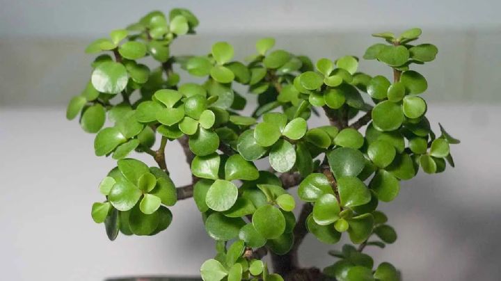 Portulacaria afra: guía de cuidados para que la planta de la abundancia crezca sana y fuerte