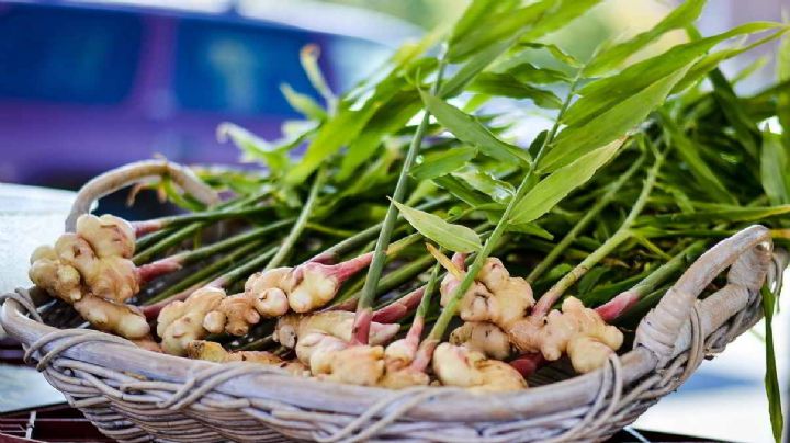 Jengibre, guía práctica para cultivarlo en maceta