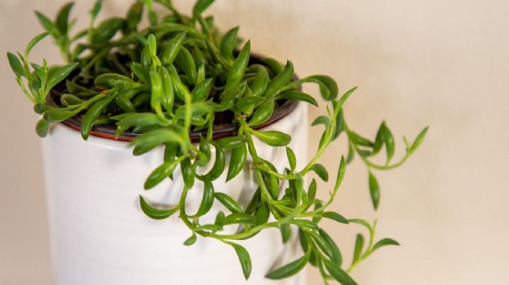 Senecio radicans, cuidados y propagación de la suculenta collar de anzuelos