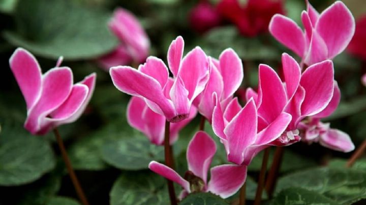 Cyclamen Persicum, guía de cuidados para que la planta reina del invierno brinde sus mejores flores