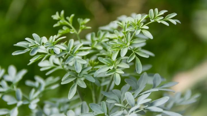 Ruta graveolens: Guía de cuidados para prevenir que tu planta de ruda se seque