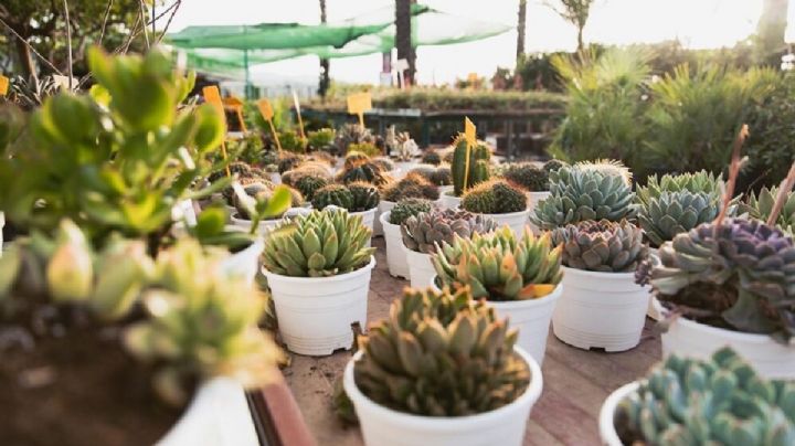 Prepara la mejor tierra para suculentas con estos secretos de la jardinería