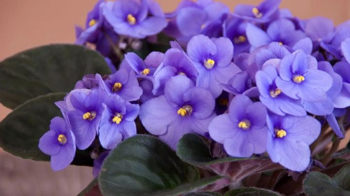 La violeta africana: una planta del pasado que vuelve a marcar tendencia en la decoración del hogar