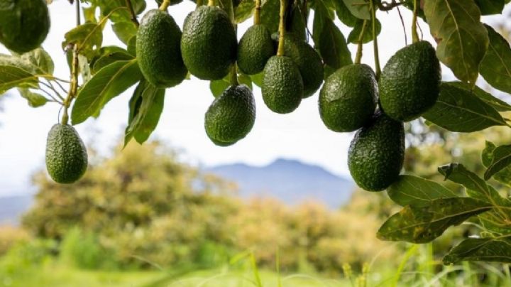 Ni aguacate, ni palta, este es el verdadero nombre de la planta con el fruto que les gusta a todos