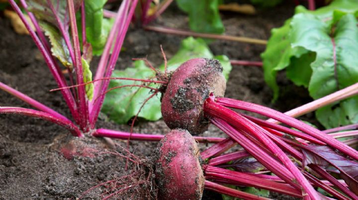 Cómo cultivar una planta de remolacha: guía de consejos paso a paso