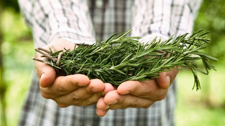 Romero, los mejores 5 usos de la planta que transformarán tu vida